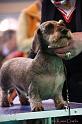 Crufts2011_2 1474